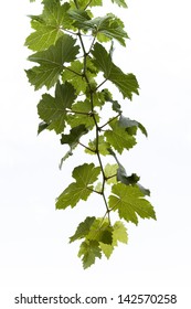 Grape Leaf With Isolated , Isolated