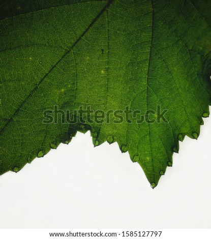grape leaf, isolated on white background, full depth of field