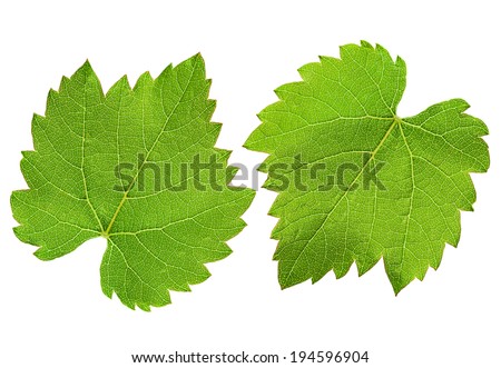 Grape leaf isolated on white background