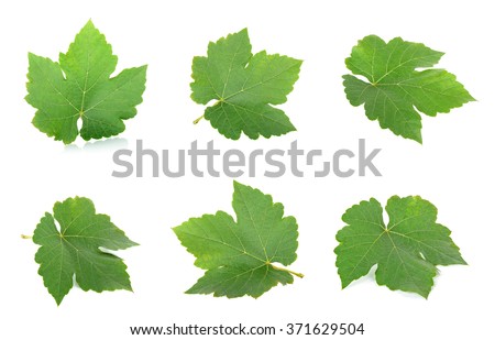 Grape leaf isolated on the white background.