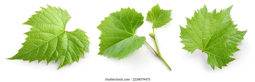 Hojas de uva aisladas. Hojas jóvenes de uva con ramas y tendrilos sobre fondo blanco. Colección de hojas de uva en blanco. Profundidad total del campo.