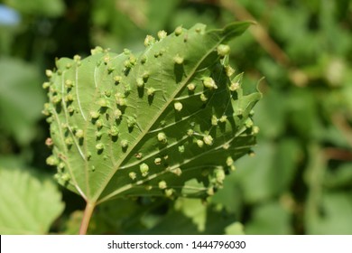 A grape leaf showing the galls that are formed during a phylloxera infestation, is a pest of commercial grapevines worldwide.