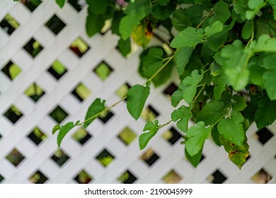 71 Grape Rust Fungus Images, Stock Photos & Vectors | Shutterstock
