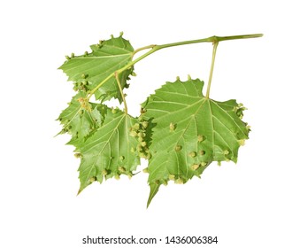 A grape leafs showing the galls that are formed during a phylloxera infestation. Isolated on white background.