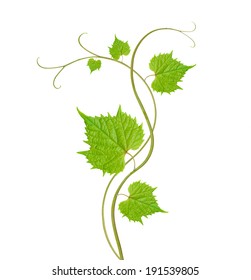 Grape Leaves