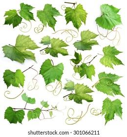 Grape Leaves