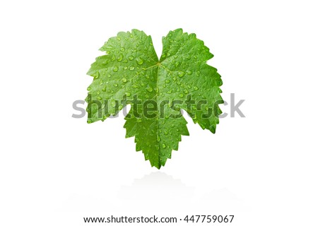 Grape leaves with dew drop isolated on white
