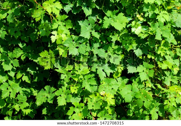 Grape Leaves Garden Latin Vitis Stock Photo Edit Now 1472708315