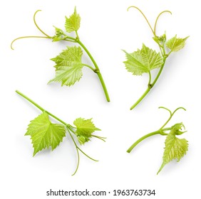 Grape leaves isolate. Young grape leaves with vine tendrils on white background. Grapes branch with leaf on white. Full depth of field.