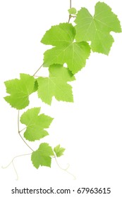 Grape Leaves Isolated