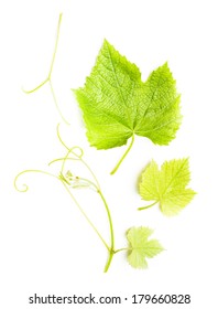 Grape Leaves Isolated On White, Close Up