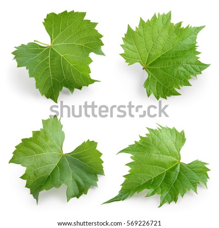 Grape leaves isolated on white. Collection. Full depth of field.