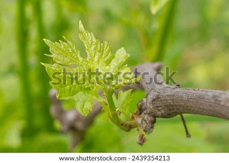 Grape leaves on the bush in sunny summer day.