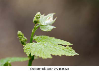 420 Grape growth stages Images, Stock Photos & Vectors | Shutterstock