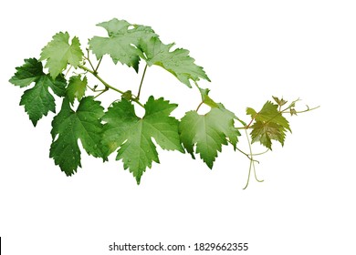 Grape leaves vine branch with tendrils and young leaves after rain in vineyard, green leaves vine plant or grapevines with raindrops isolated on white background with clipping path.