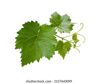 Rama de vid de hojas de uva con tendris aislados en fondo blanco, recorrido de recorte incluido
