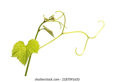 7,113 Grapevine tendril Images, Stock Photos & Vectors | Shutterstock