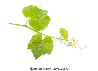 Grape Leaves Vine Branch With Tendrils Tropical Plant Isolated On White Background.