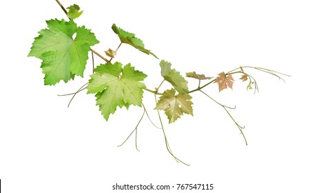 Grape Leaves Vine Branch With Tendrils Isolated On White Background, Clipping Path Included