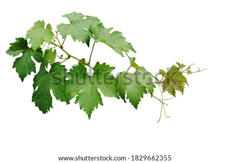 Grape leaves vine branch with tendrils and young leaves after rain in vineyard, green leaves vine plant or grapevines with raindrops isolated on white background with clipping path.