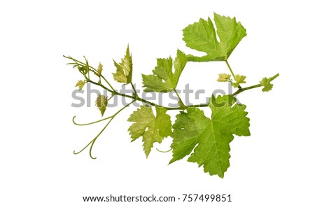 Grape leaves vine branch with tendrils tropical plant isolated on white background, clipping path included