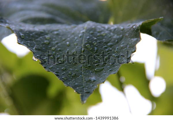 Grape Leaves Water Droplets After Rain Stock Photo Edit Now