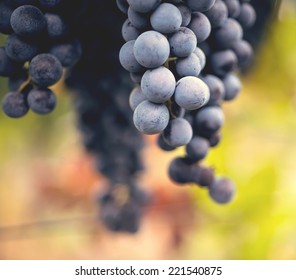 Grape Macro In Wineyard