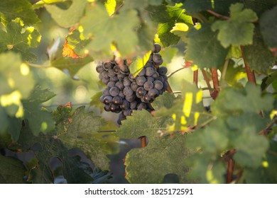 A Grape Of Nebbiolo In The Langhe