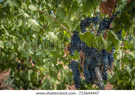 grape on vineyard
