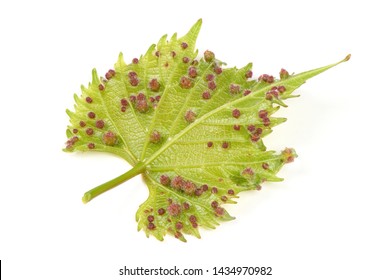 Grape phylloxera (Daktulosphaira vitifoliae) on the vine leaves. High resolution photo. Full depth of field.