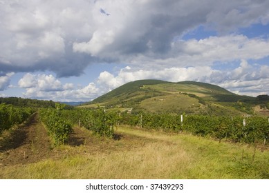 Grape plantation  - Eger, Hungary