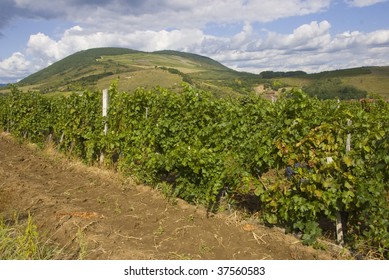 Grape plantation in Eger, Hungary