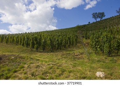 Grape plantation in Eger, Hungary