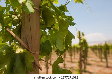 Grape Plantation En Ica Peru