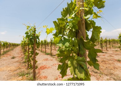 Grape Plantation En Ica Peru