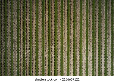 Grape plantation in Italy top view. Rows of vineyards aerial. Smooth vineyard lines. Italian Vineyards top view. Vertical aerial view of a vineyard plantation. Fruit rows aerial view.