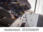 Grape processing wine making industrial vats red black grapes piles horizontal Central Otago New Zealand