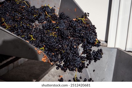 Grape processing wine making industrial vats red black grapes piles horizontal Central Otago New Zealand - Powered by Shutterstock