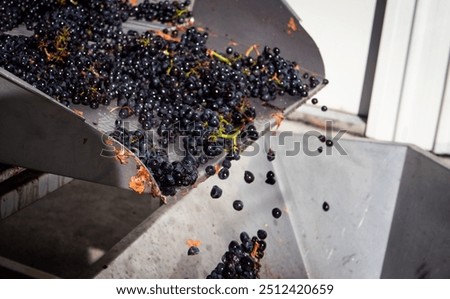 Grape processing wine making industrial vats red black grapes piles horizontal Central Otago New Zealand