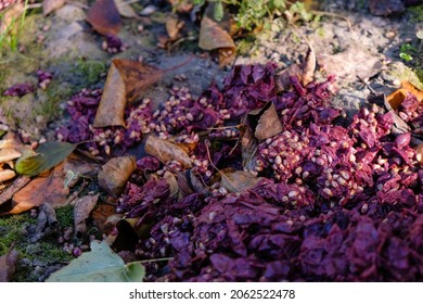 Grape Pulp. Pomace. Outdoor. Waste Product Within The Home Wine Making Process. Selective Focus.