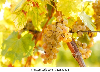 Grape Riesling On Grape Vine In Vineyard 