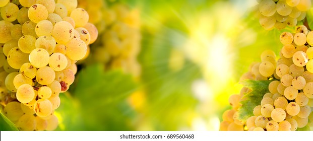 Grape Riesling (wine Grape) On Grapevine In Vineyard - On Grapevine