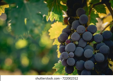 A Grape Of Sangiovese At Sunset In Tuscany