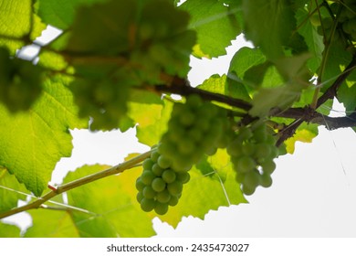 Grape seed extracts can help fight aging, reduce cardiovascular diseases, inhibit cancer cells, reduce allergy symptoms and eye strain as well as help prevent some skin diseases