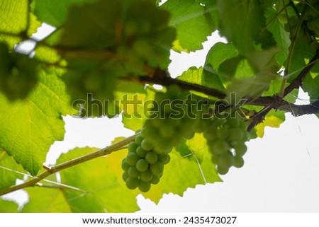 Grape seed extracts can help fight aging, reduce cardiovascular diseases, inhibit cancer cells, reduce allergy symptoms and eye strain as well as help prevent some skin diseases