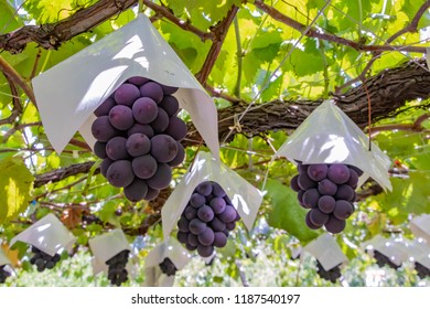 Grape Shelf In Katsunuma-cho, Yamanashi Prefecture