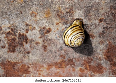 Grape snail creeps up rusty metal sheet. Mollusk has spiral shell.
Close-up. Selective focus. Copy space. - Powered by Shutterstock