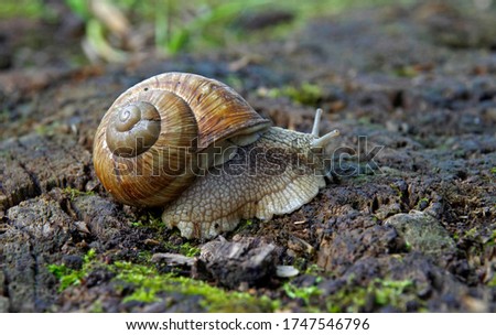 Similar – snail in moss Nature Grass