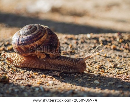 Similar – Image, Stock Photo Weinbergschnecke , Snail crawling on the grass in the garden, shallow depth of field