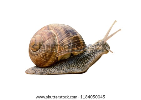 Сreeping grape snail isolated on a white background                              